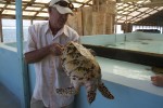 Mario took some time to visit the Oldhegg Turtle Sanctuary, where Orton "Brother" King rescues hundreds of endangered hawksbill sea turtles.